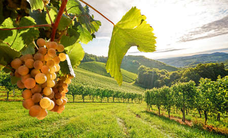 Old vineyards with white wine grapes in the Tuscany wine region near a winery before harvest in autumn, Italy Europeの素材 [FY310158409448]