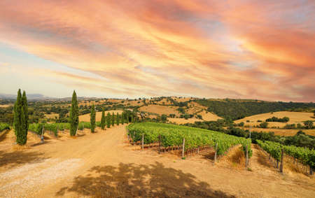 View over vineyards with red wine grapes and typical Tuscan landscape with agricultural fields and winery, tasting of the newly bottled wine from the barrel in Chianti area, Tuscany Italyの写真素材