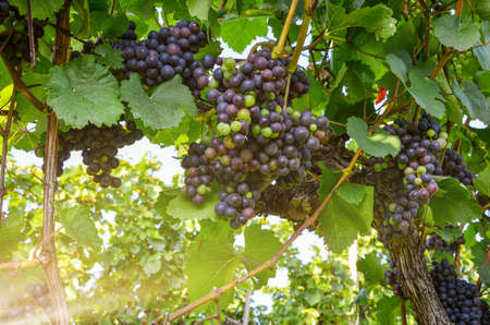 Red wine: Vine with grapes just before harvest, Cabernet Sauvignon grapevine in an old vineyard near...