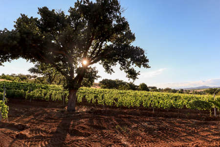 Old vineyards with red wine grapes and oak tree near a winery in the Chianti wine area, Tuscany Italyの写真素材