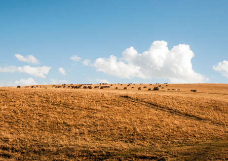 Grassland in Xinjiang, Chinaの写真素材