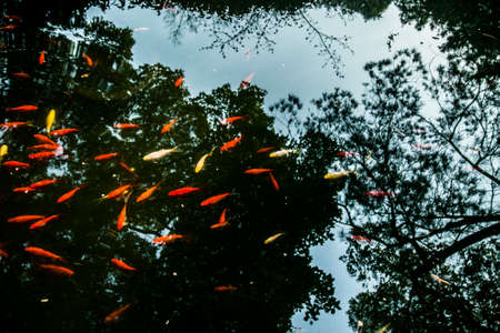 Goldfish pondの写真素材