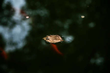 Goldfish pondの写真素材