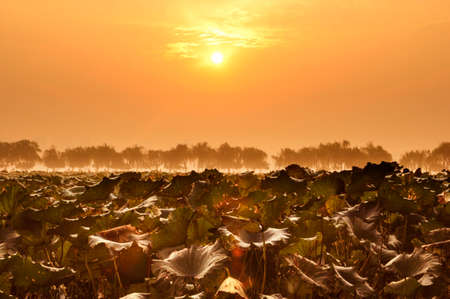 Hangzhou West Lake in the morningの写真素材