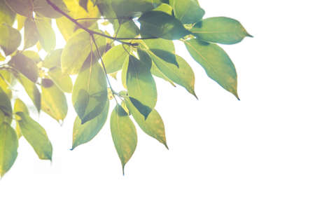 Sunlight through the leavesの写真素材