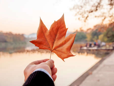 Holding a leafの写真素材