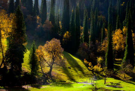 The sun shines on the grassの写真素材