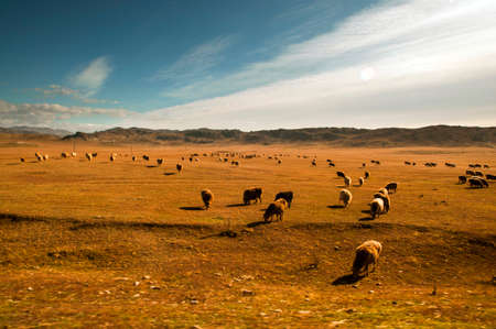 Prairie Autumnの写真素材