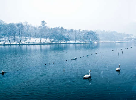 Swans on the lakeの写真素材