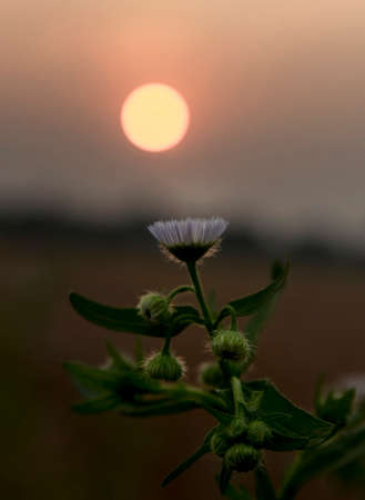 Flowers under the sunの写真素材