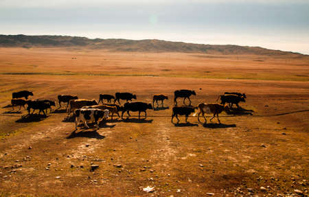 Autumn prairieの写真素材