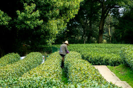 Pickingの写真素材