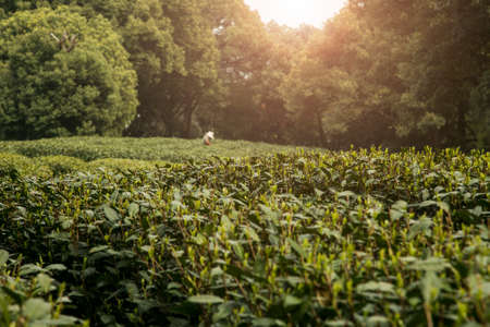 tea leavesの写真素材