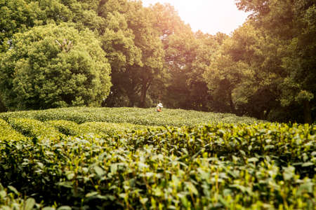 plucking tea leavesの写真素材