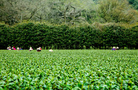 plucking tea leavesのeditorial素材