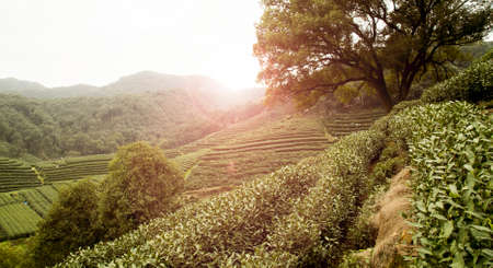 Tea farmの写真素材