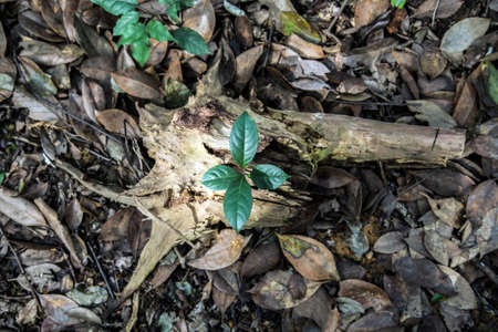 growth plantの写真素材