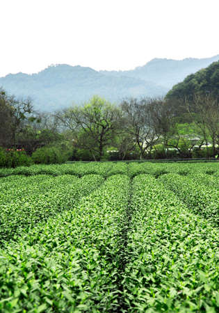 tea farmの写真素材