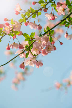 Begonia flowersの写真素材