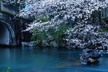 cherry blossom at China Prince Bay Park, Hangzhou の写真素材