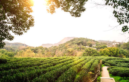 tea farmの写真素材