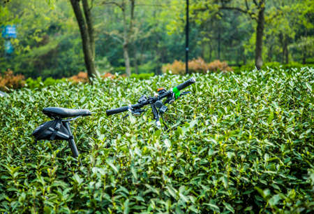 bicycle in the tea plantationの写真素材
