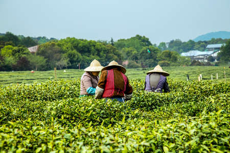 Picking tea leaf のeditorial素材