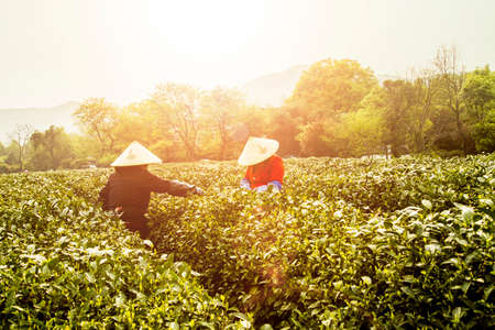 Pickingのeditorial素材