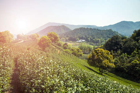 tea gardenの写真素材