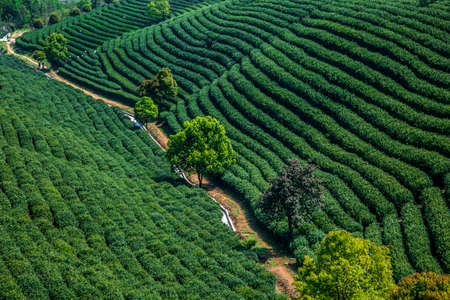 tea gardenの写真素材