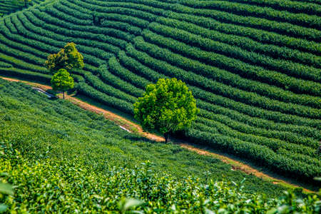 tea gardenの写真素材