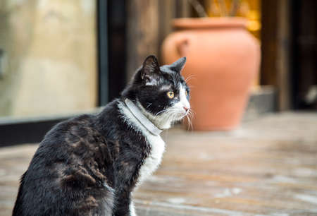 Cat's eyesの写真素材