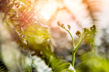 Bracken under the sun underの写真素材