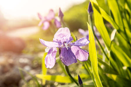 Malan Flower under the sunの写真素材