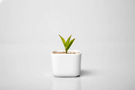 plant の写真素材