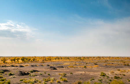 Populus euphratica forestの写真素材