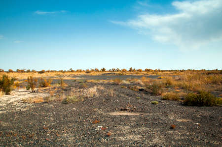 Populus euphratica forestの写真素材