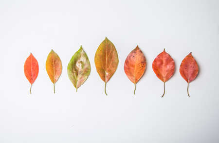 Fallen leavesの写真素材