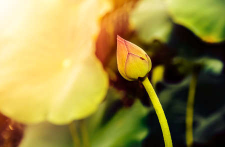  Lotus flowerの写真素材