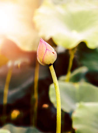 Lotus flowerの写真素材