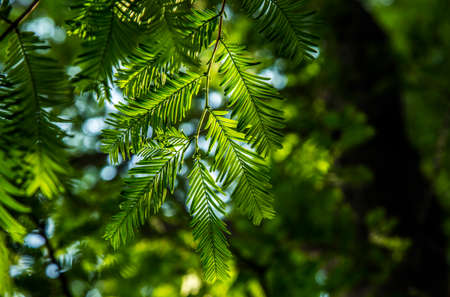 leavesの写真素材