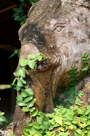 Stone carved elephant with creeperの写真素材