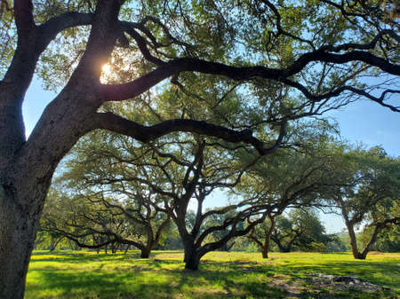 Sun appears through branches of one of the trees in a field.の写真素材