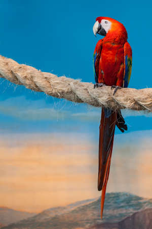 big red parrot sitting on the ropeの写真素材