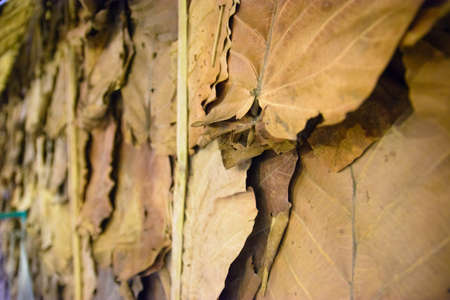 Dry leaves wallpaper in thailandの写真素材