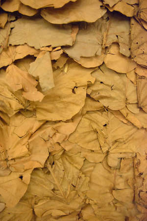 Dry leaves wallpaper in thailand