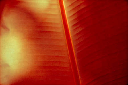 Red Banana Leaf in Thailand 3の写真素材