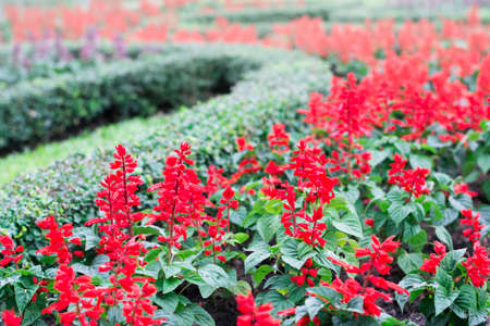 Selective focus flowers background. Amazing view of colorful flowering in the garden and green grass landscape at winter dayの写真素材