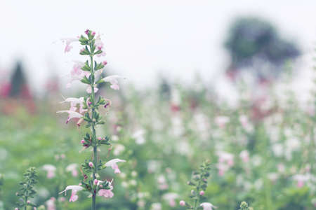 Selective focus flowers background. Amazing view of colorful flowering in the garden and green grass landscape at winter dayの写真素材