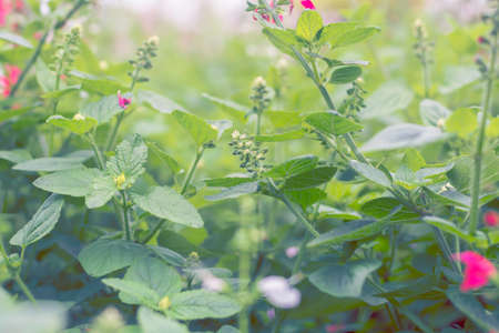 Selective focus flowers background. Amazing view of colorful flowering in the garden and green grass landscape at winter dayの写真素材
